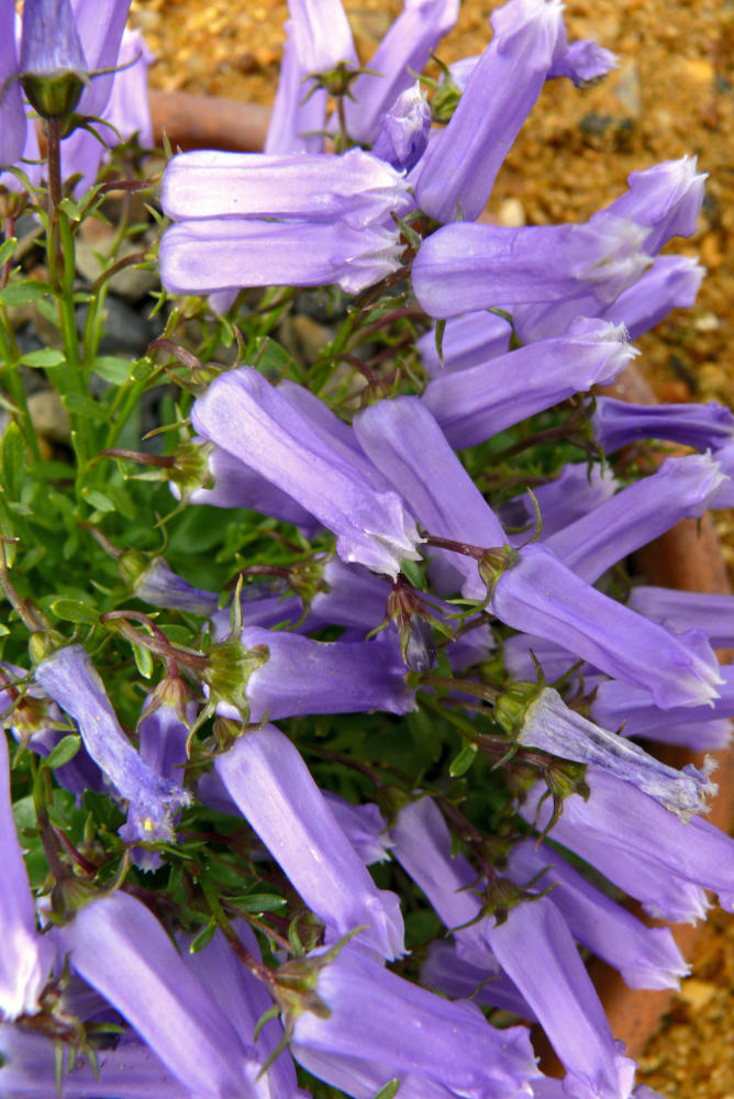 Zvonek (Campanula zoysii) patří mezi klenoty Julských Alp. Pěstování je značně náročné. Dobře roste v travertinovém kameni ve skalničkovém skleníku. Zvonek (Campanula zoysii) patří mezi klenoty Julských Alp. Pěstování je značně náročné. Dobře roste v travertinovém kameni ve skalničkovém skleníku.