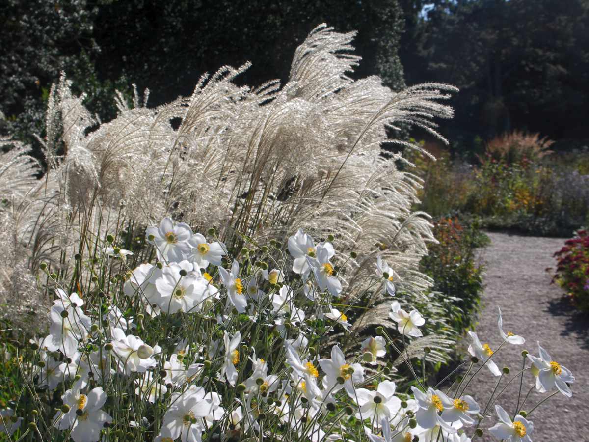 Pohyb v záhonu – podzimní sasanky a vysoké trávy (Miscanthus) Podzimní sasanky a vysoké trávy (Miscanthus)