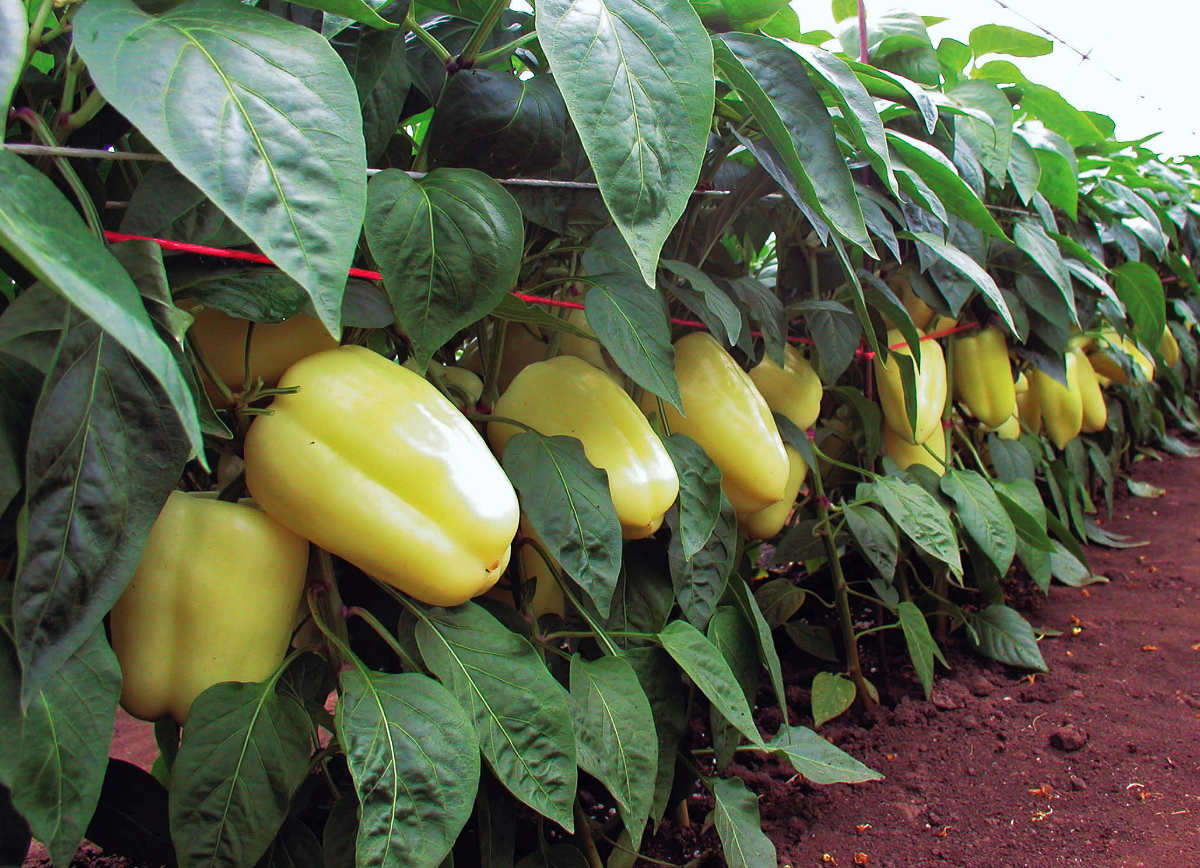Paprika Kvadry F1; foto J. Prášil Odrůda papriky Kvadry F 1