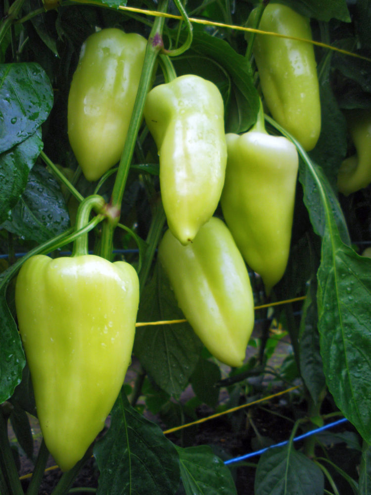 Paprika Ostrý F1; foto J Prášil Paprika Ostrý F1; foto J Prášil