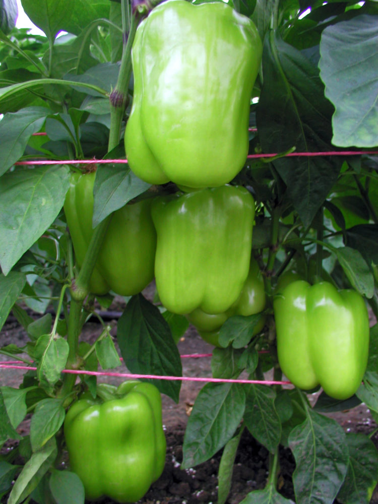 Paprika Saskia F1; foto J. Zavadil Odrůda papriky Saskia F1