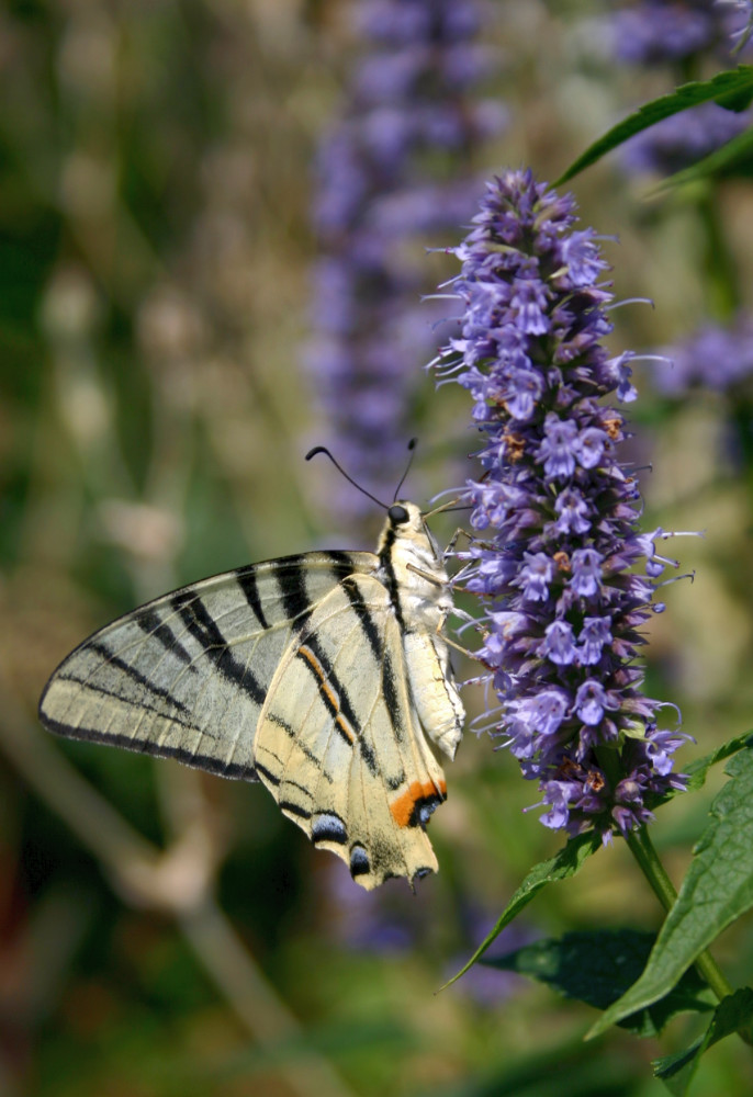 Vůni zastupuje Agastache, pohyb otakárek ovocný Vůni zastupuje Agastache, pohyb otakárek ovocný