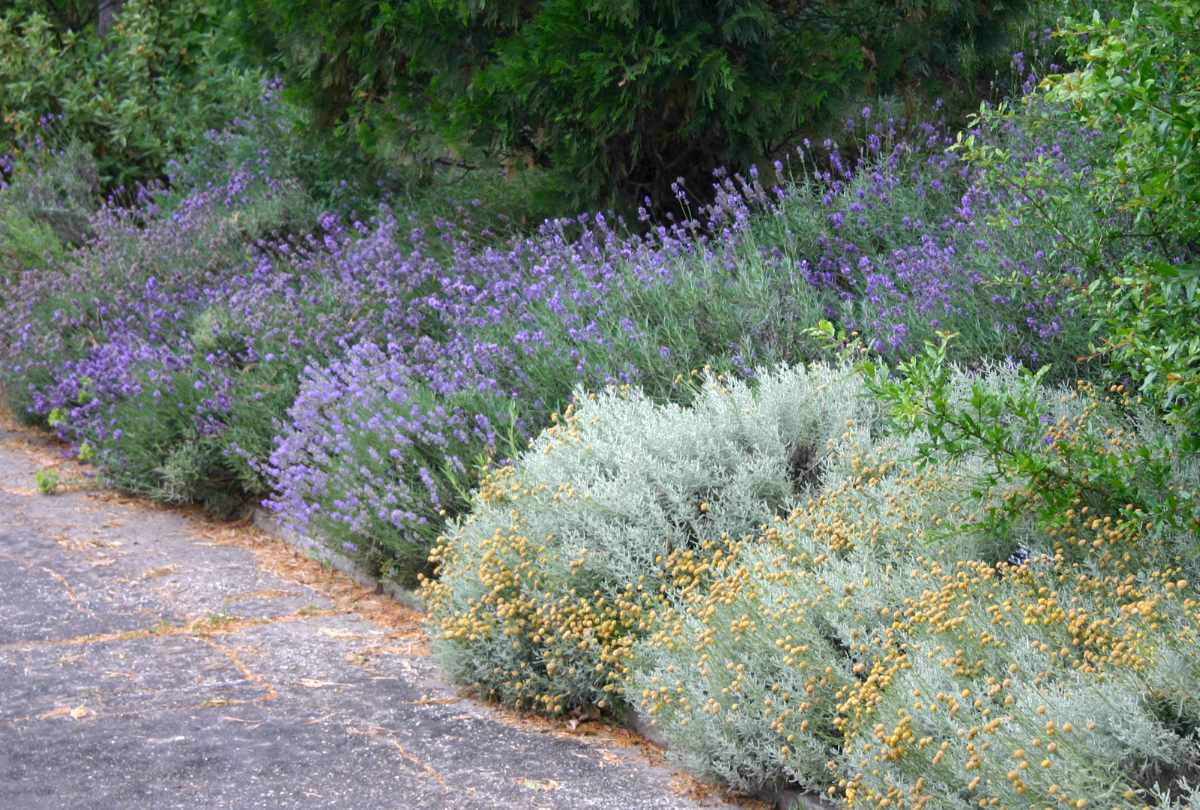 Příjemně aromatické rostliny ze Středomoří – svatolína a levandule Svatolína a levandule