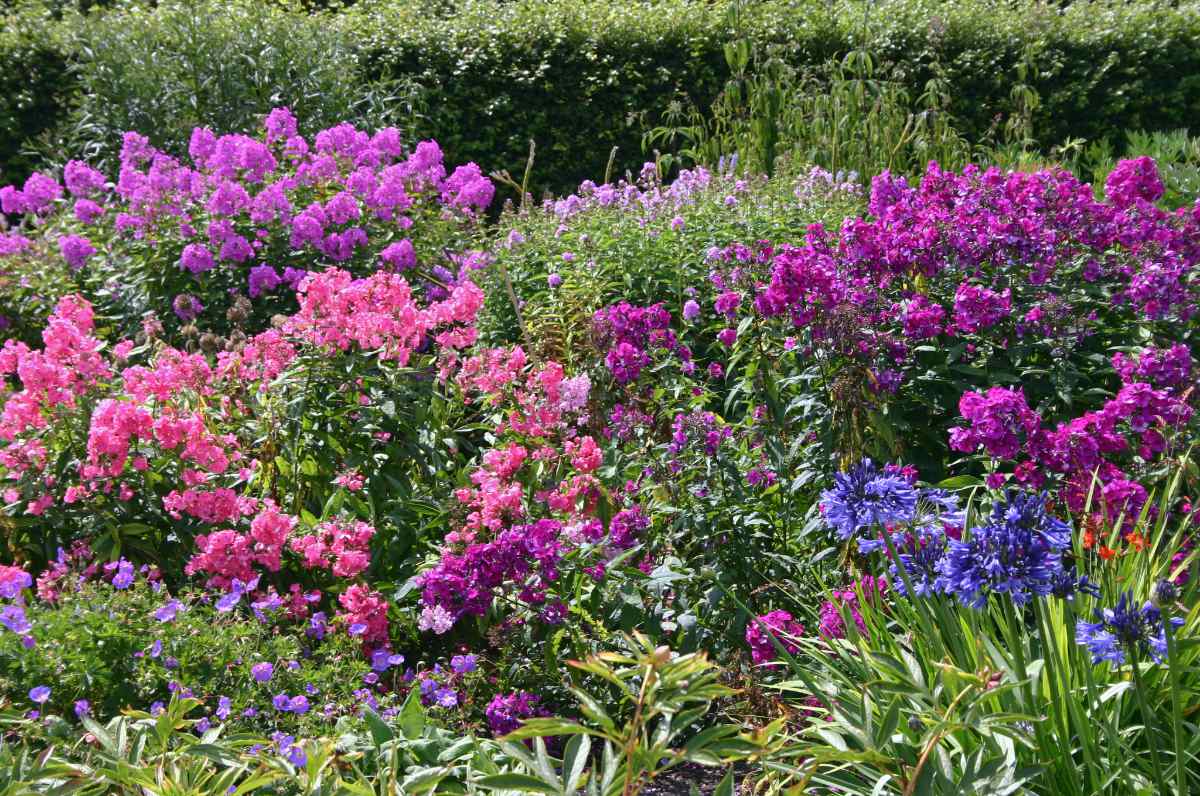 Krásné plamenky latnaté (Phlox paniculata) výrazně voní Záhon plamenek latnatých