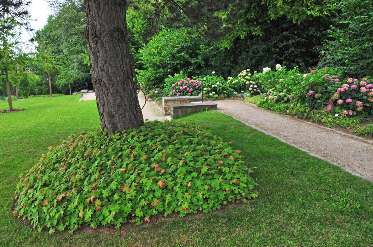 Kakost oddénkatý spolehlivě pokrývá půdu, ale i zapáchá Kakost oddénkatý (Geranium macrorrhizum)