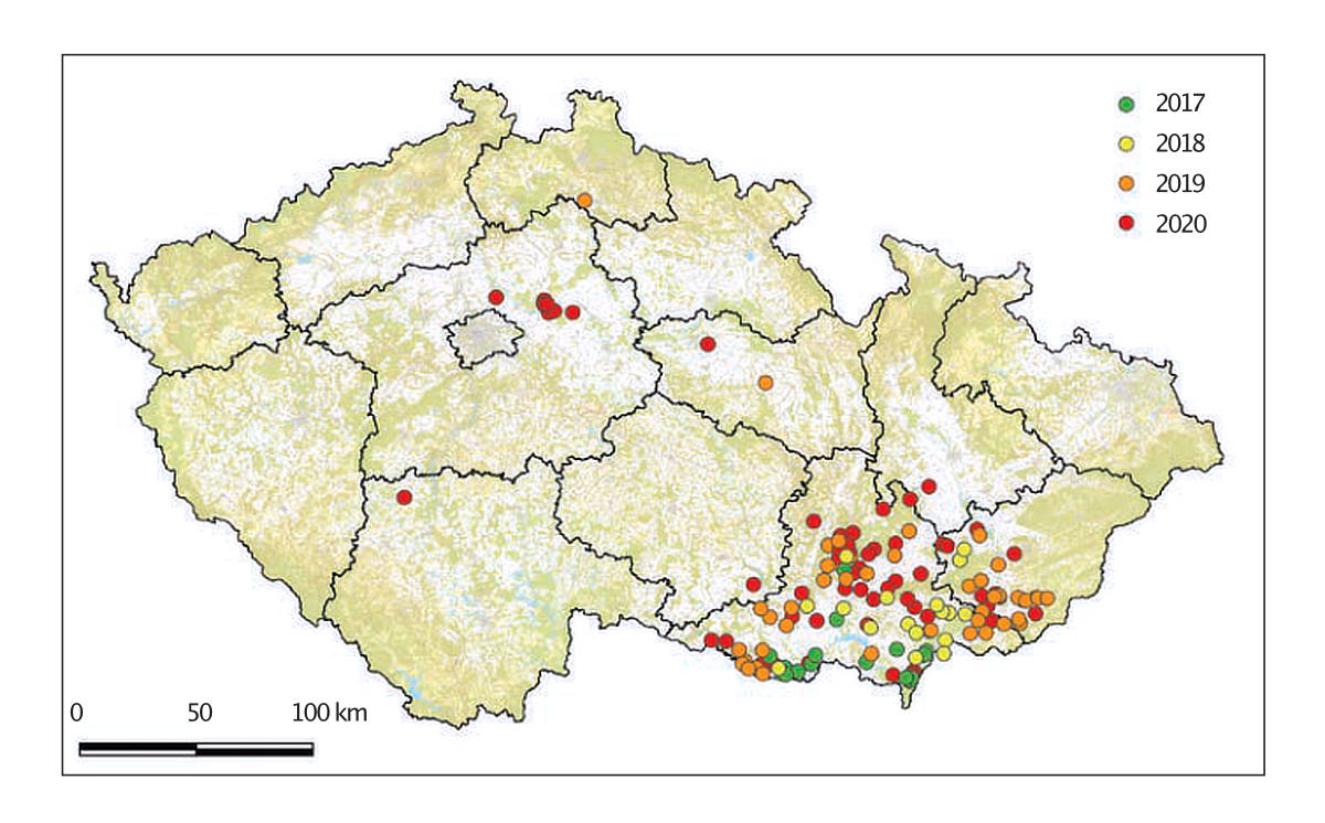 Rozšíření vrtule ořechové v ČR 2017-2020