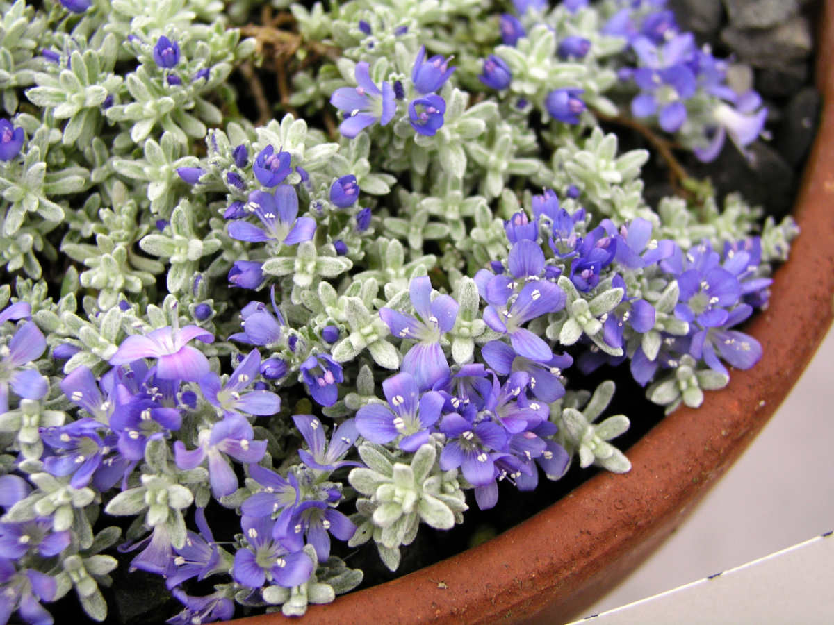 Rozrazil (Veronica bombycina) Rozrazil