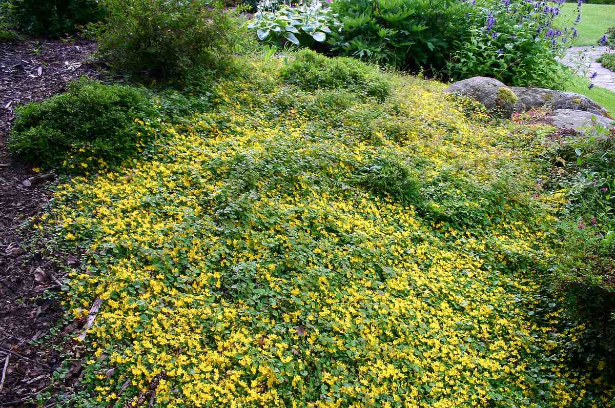 Vrbina penízková