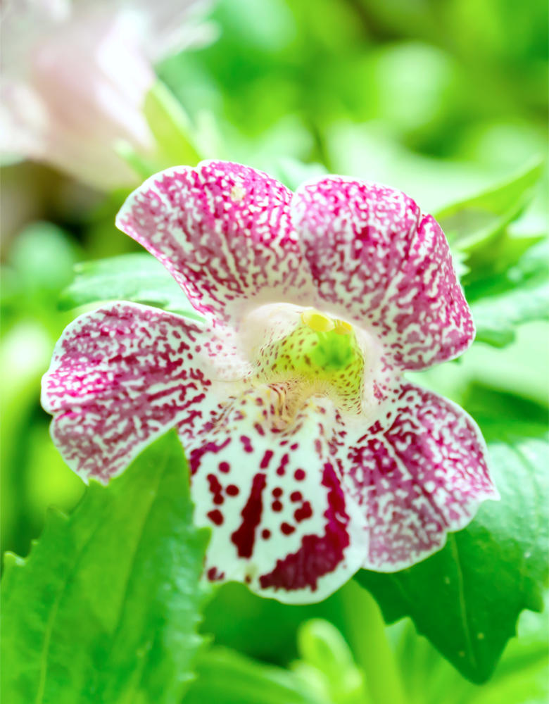 Květ kejklířky ( mimulus)
