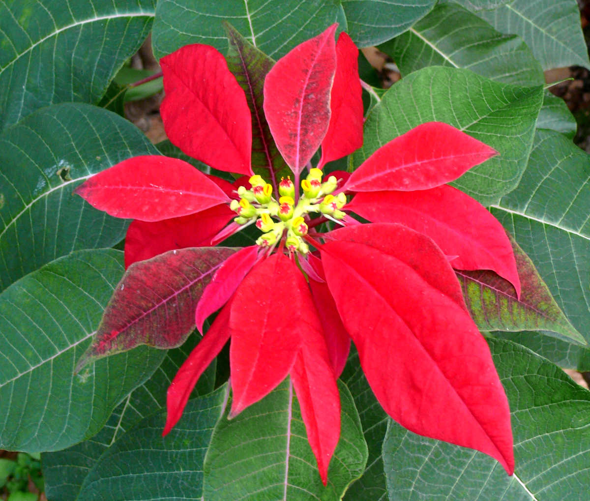 Vanoční hvězda (Euphorbia pulcherrima)