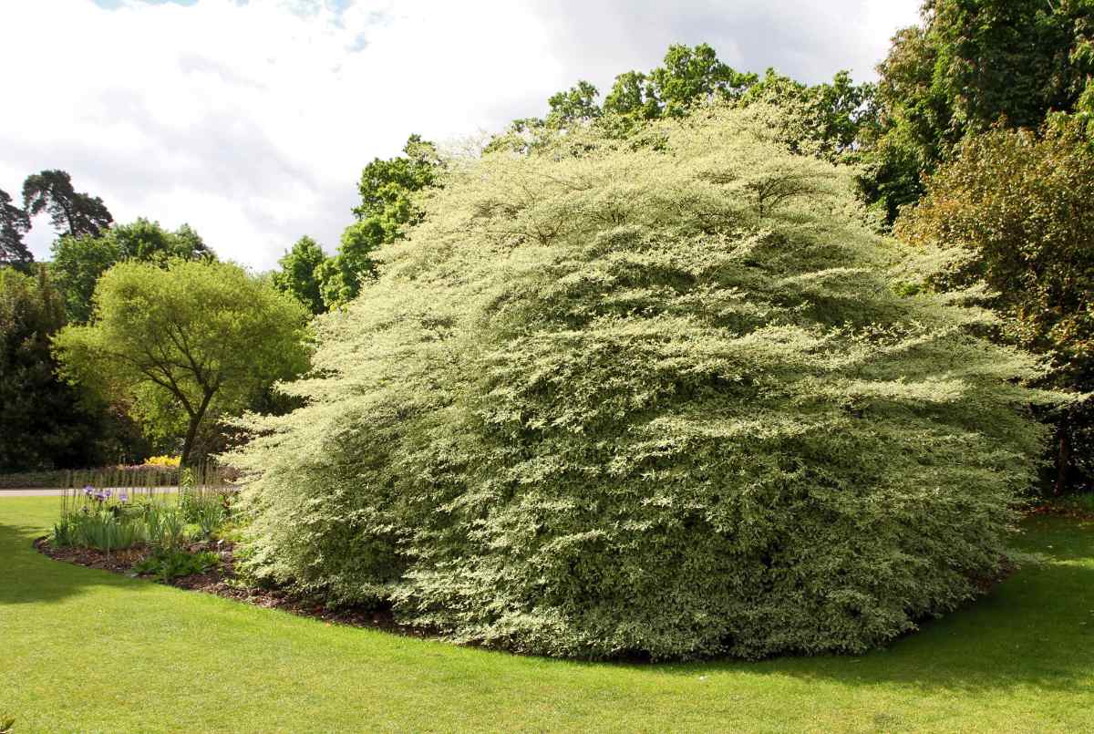 Mohutný keř Cornus alternifolia Argentea