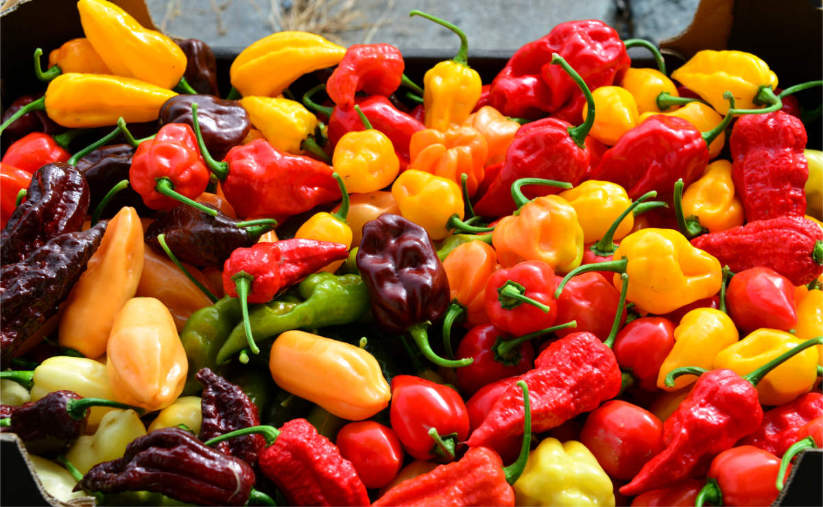 Proč rozmanité chilli papričky pěstuje stále více zahrádkářů