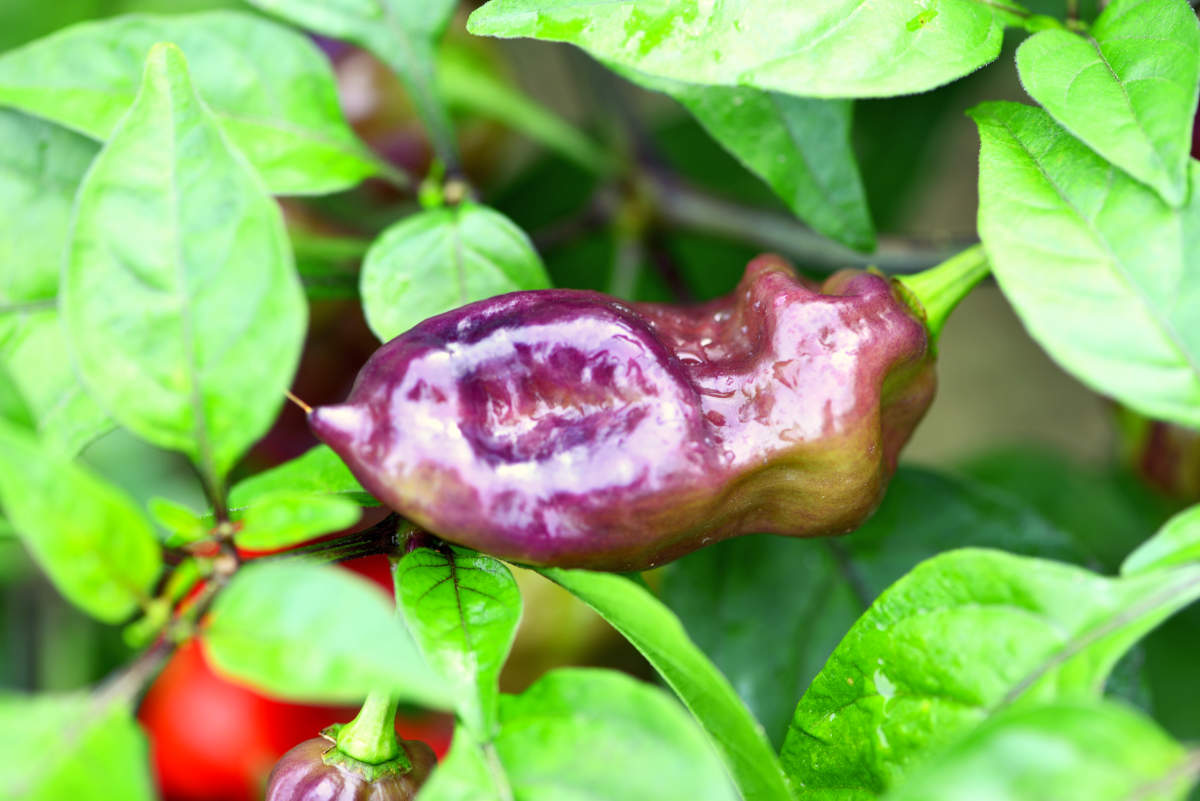Bhut Jolokia Purple