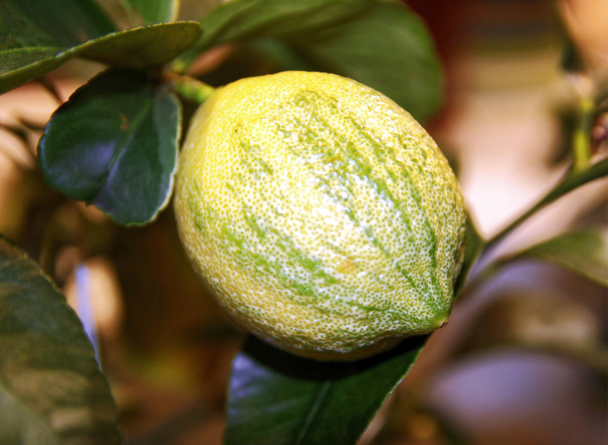 Také známý citroník má kultivary zajímavé pro pěstitele citrusů