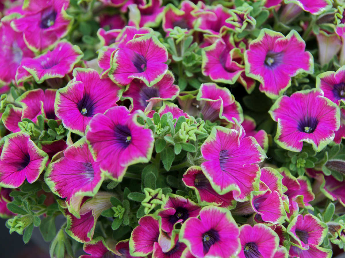 Surfinia Green Enge Purple Petúnie Surfinia Green Enge Purple