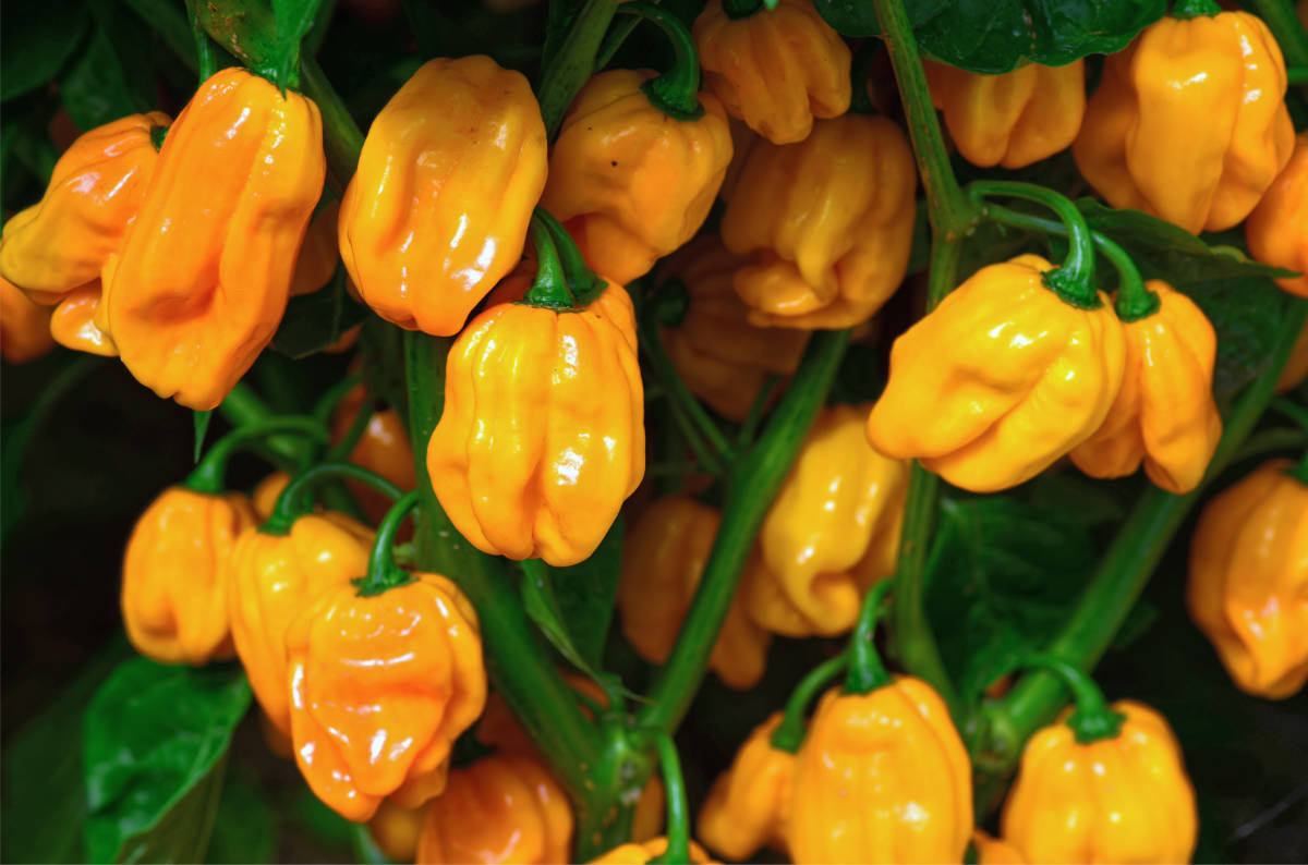 Chilli Numex Suave Orange s pálivostí jen asi 800 SHU; foto J. Stanzel Chilli Numex Suave Orange