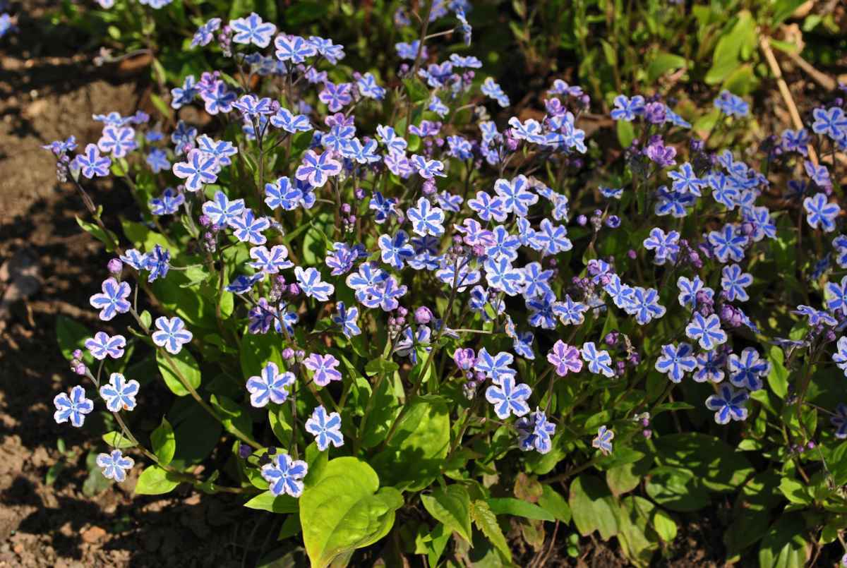 Pupkovec kappadocký (Omphalodes. cappadocica) Starry Eyes Pupkovec kappadocký