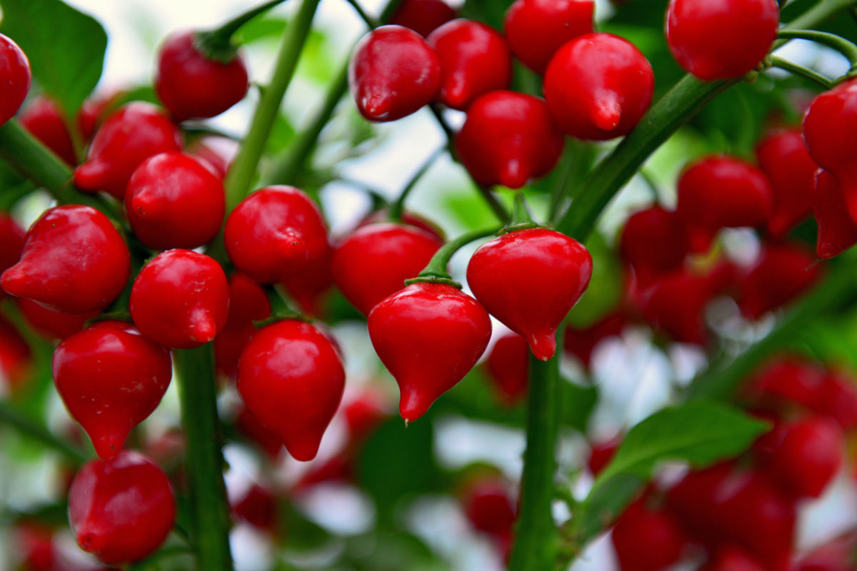 Chilli odrůdy Peito De Moca má vysokou plodnost a střední pálivost kolem 80 000 SHU; foto D. Auf CChilli odrůdy Peito De Moca
