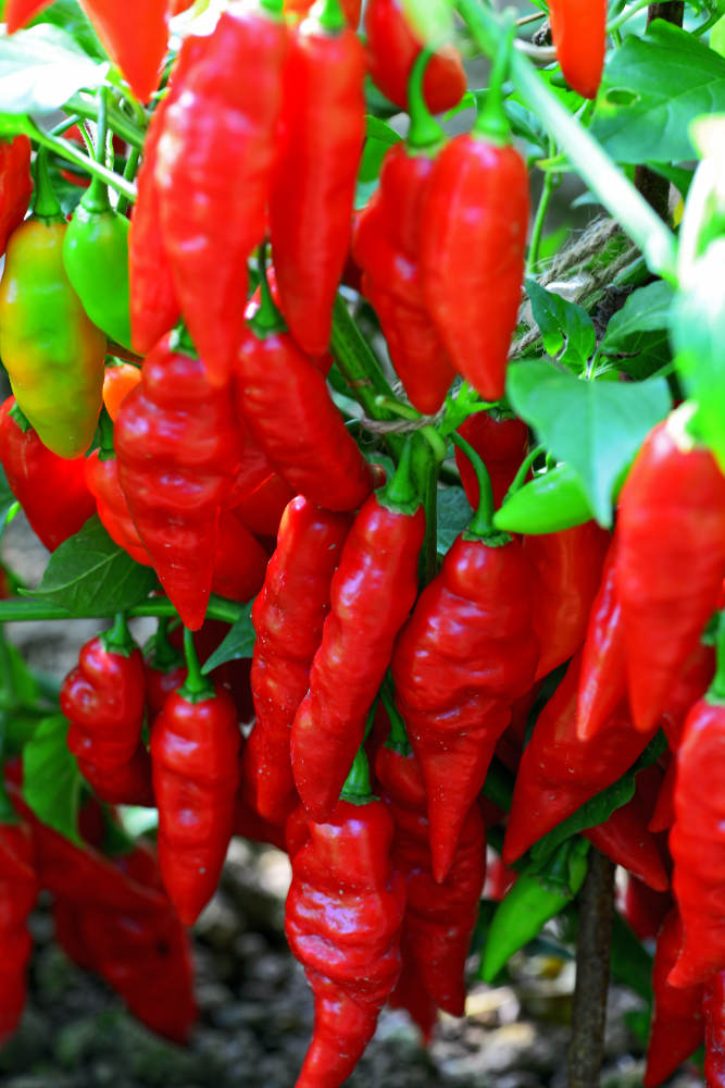 Odrůda chilli Pimenta Diomar Odrůda chilli Pimenta Diomar