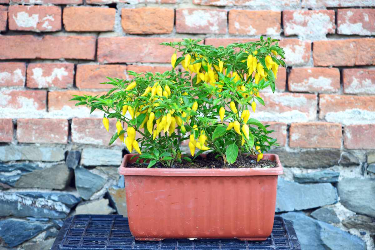 Pěstování chilli v truhlíku usnadní manipulaci při nižších venkovních teplotách