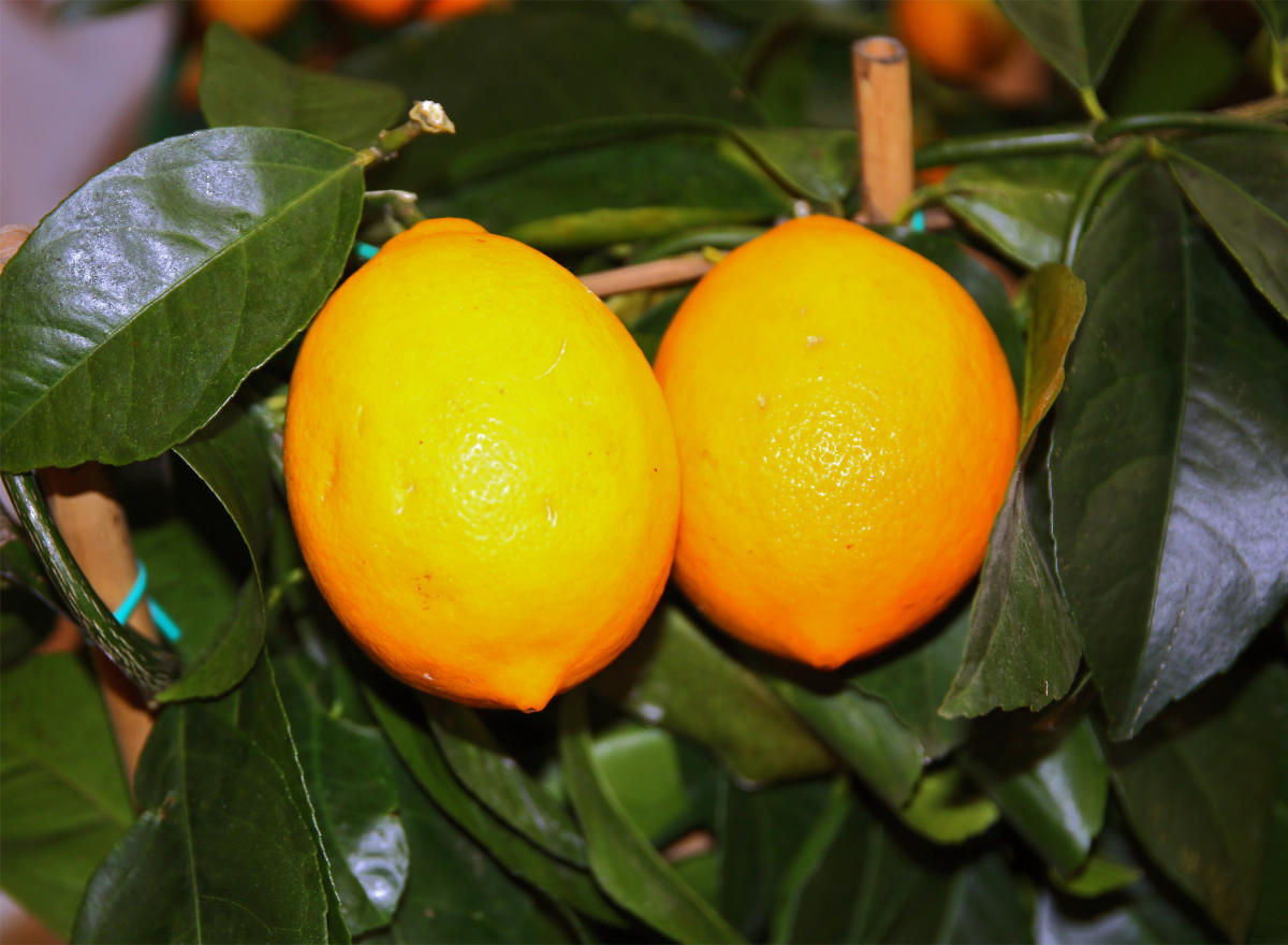 Citroník limonový Meyer 