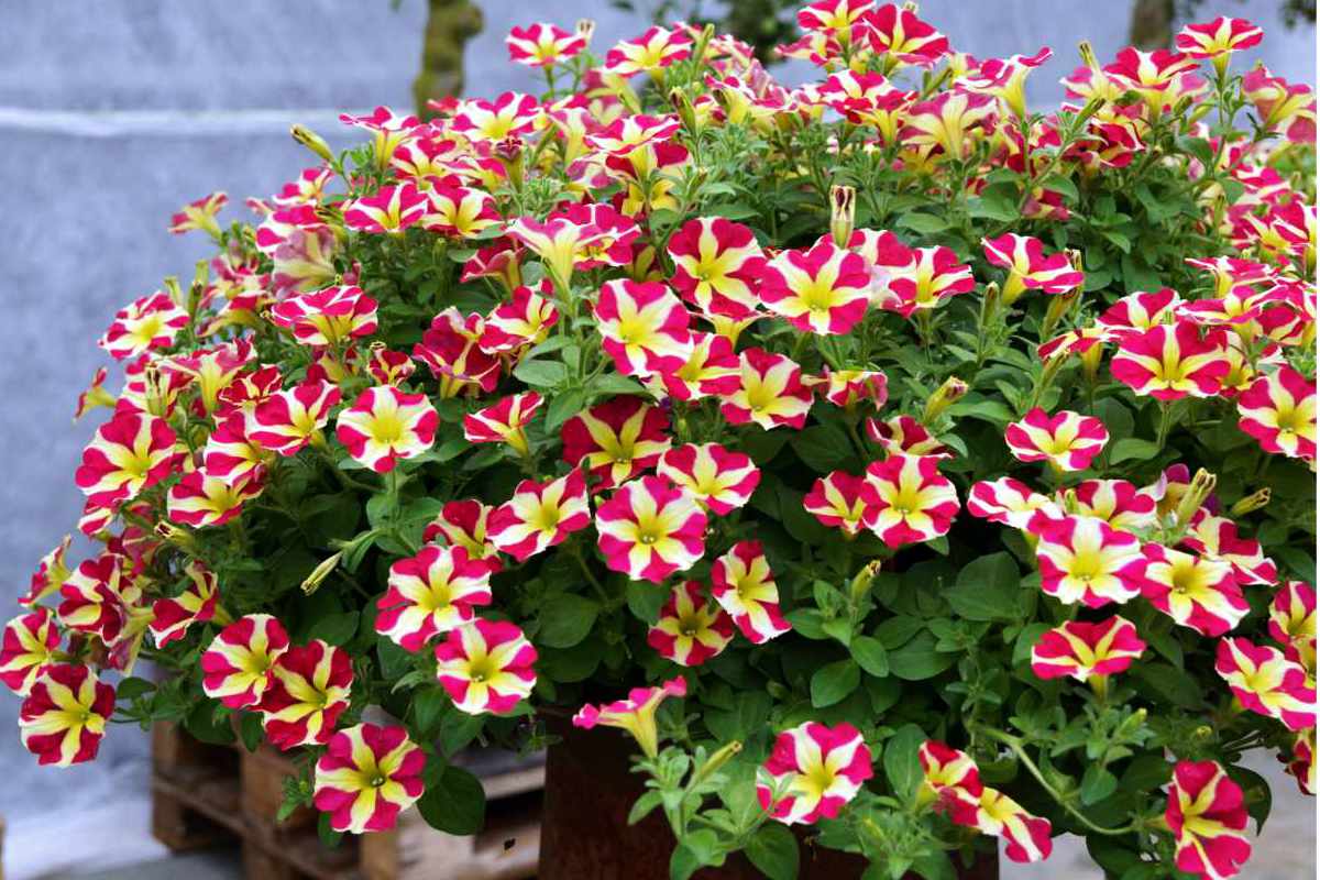 Amore Fiesta se žlutou kombinací s tmavě bordó Amore Fiesta se žlutou kombinací s tmavě bordó