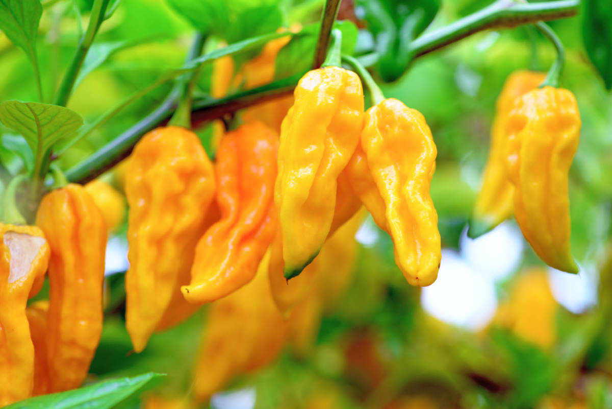 Proč někdy pálí chilli papriky méně, než bychom čekali?