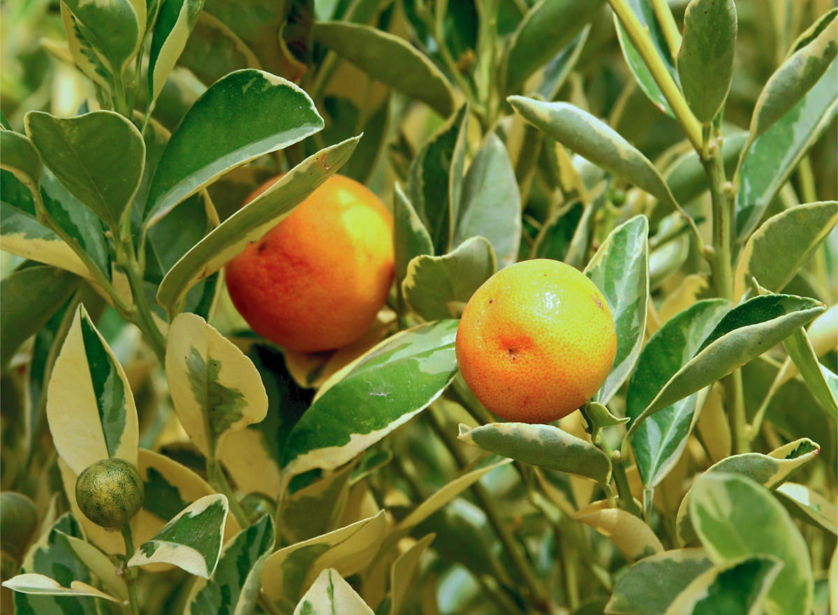 Variegátní kultivar citroníku