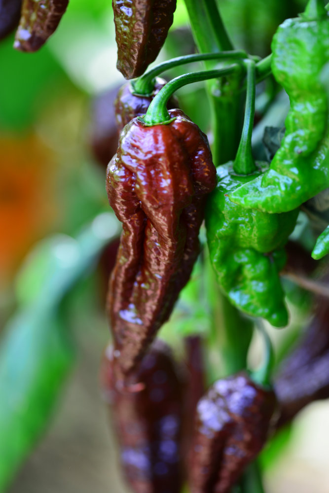 Bhut Jolokia Chocolate je velmi ostrá Bhut Jolokia Chocolate je velmi ostrá