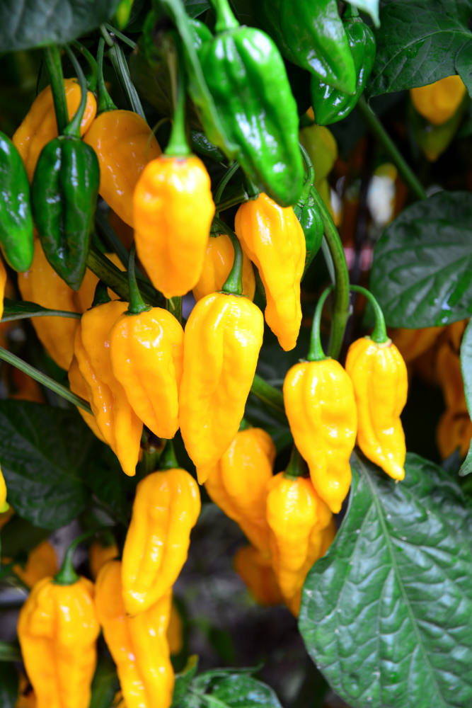 Fatali Yellow má citrusovou vůni Fatali Yellow má citrusovou vůni
