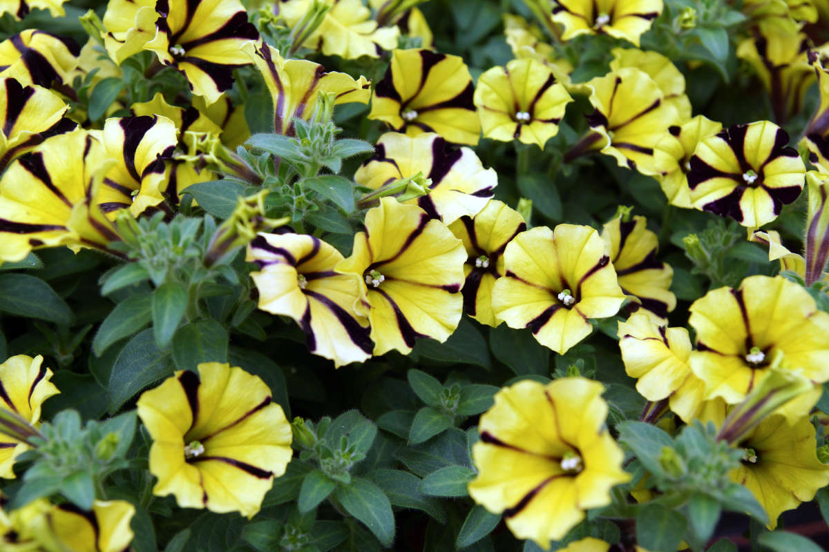 Ray Sunflower se žlutočernou kresbou Ray Sunflower se žlutočernou kresbou