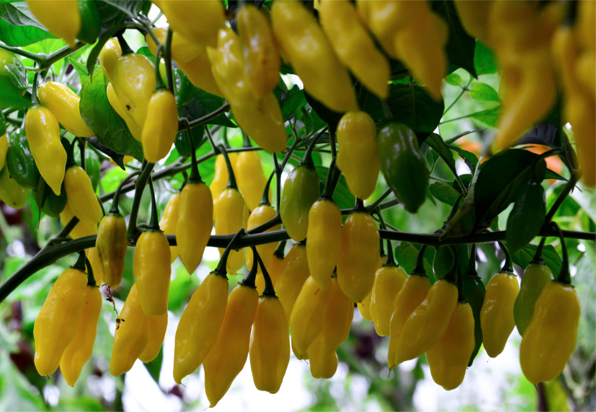Habanero Neon; foto D. Auf Chilli Habanero Neon