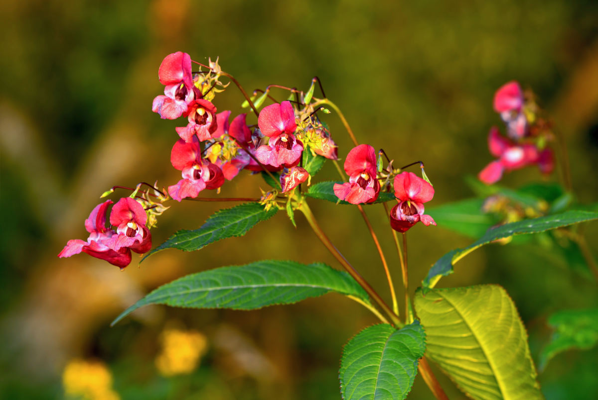 netýkavka žlaznatá Impatiens Roylei 