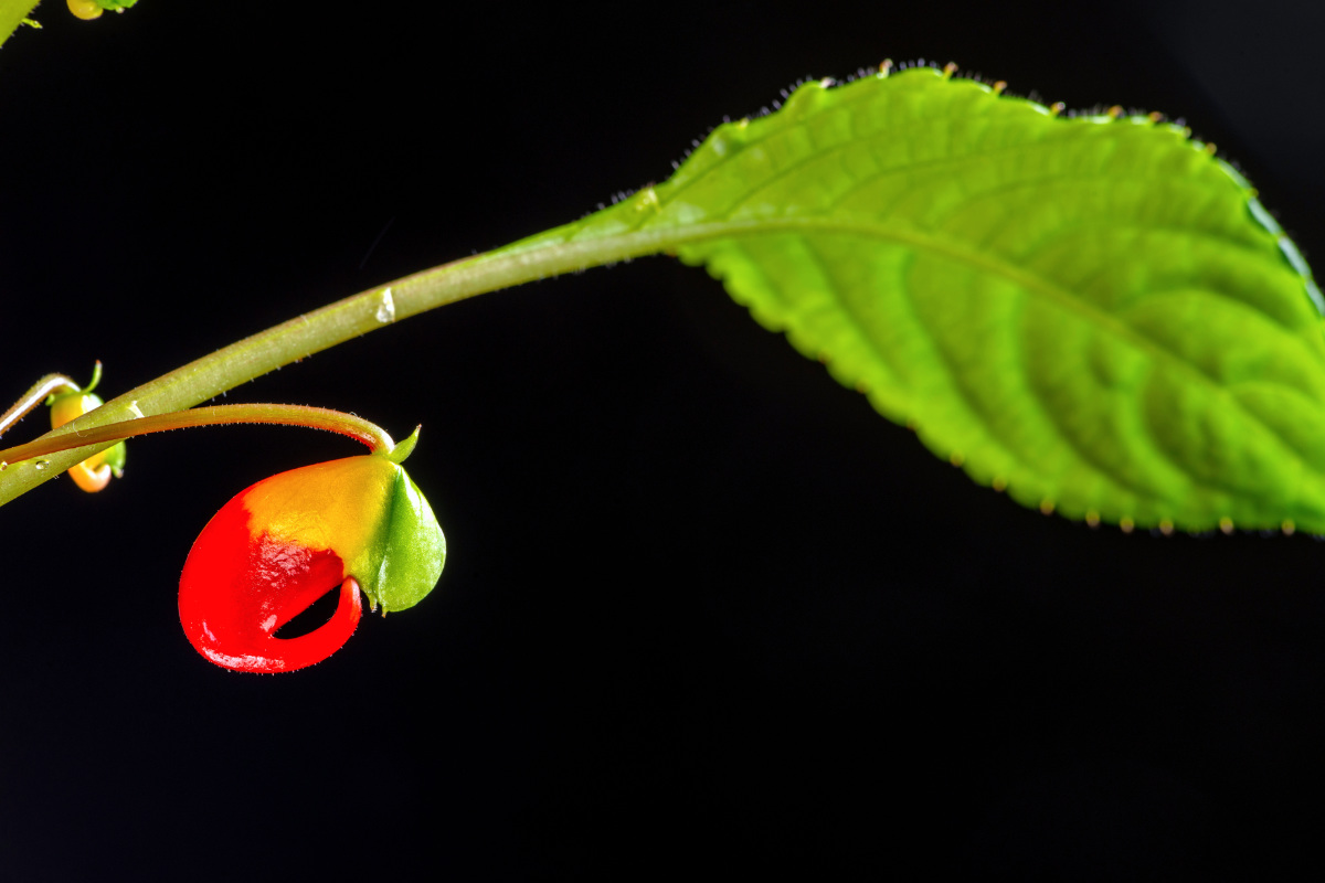 Květ balzamínky Impatiens niamniamensis se podobá papouškovi, dal druhu ianglické jméno