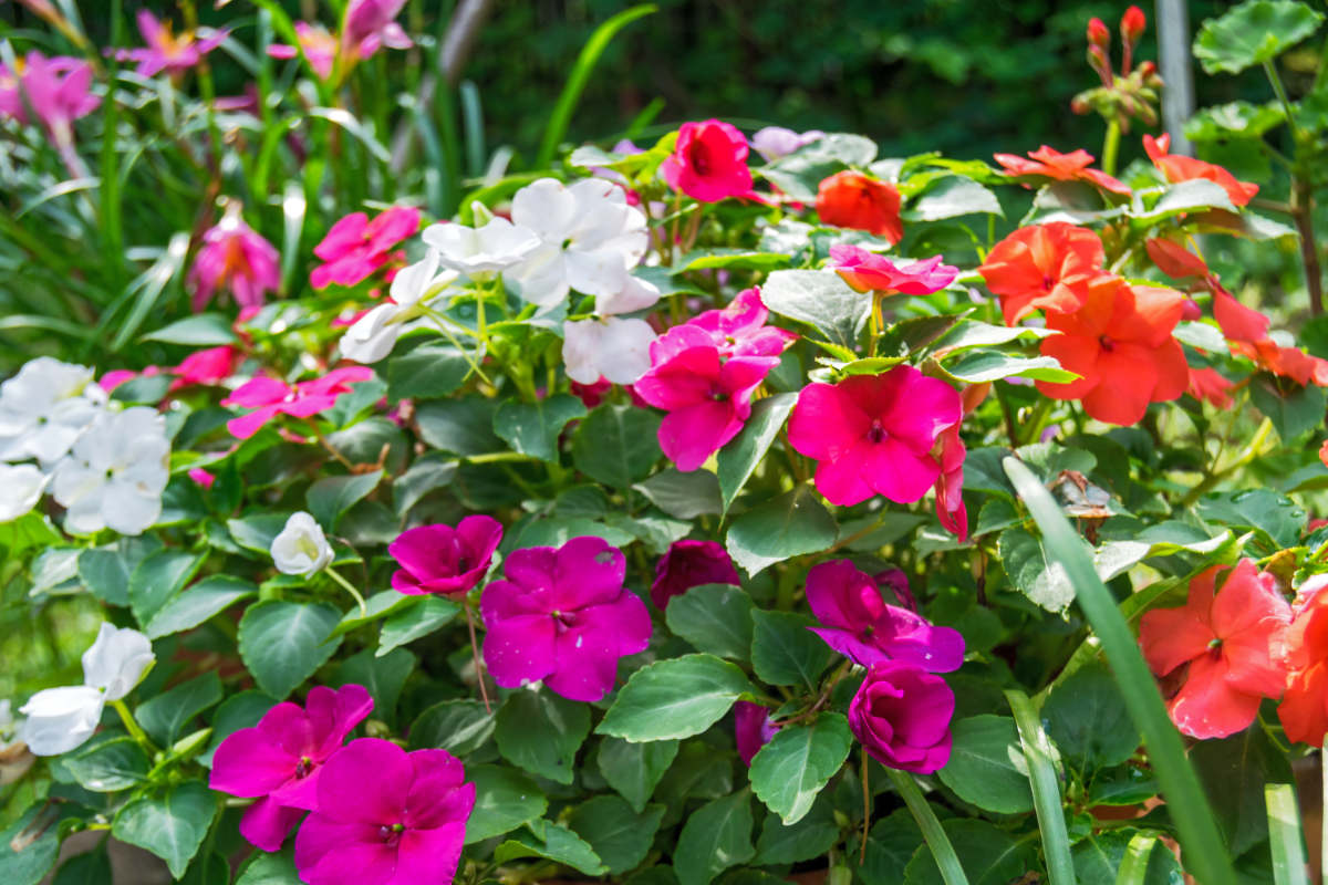 Netýkavka Wallerova (Impatiens walleriana)