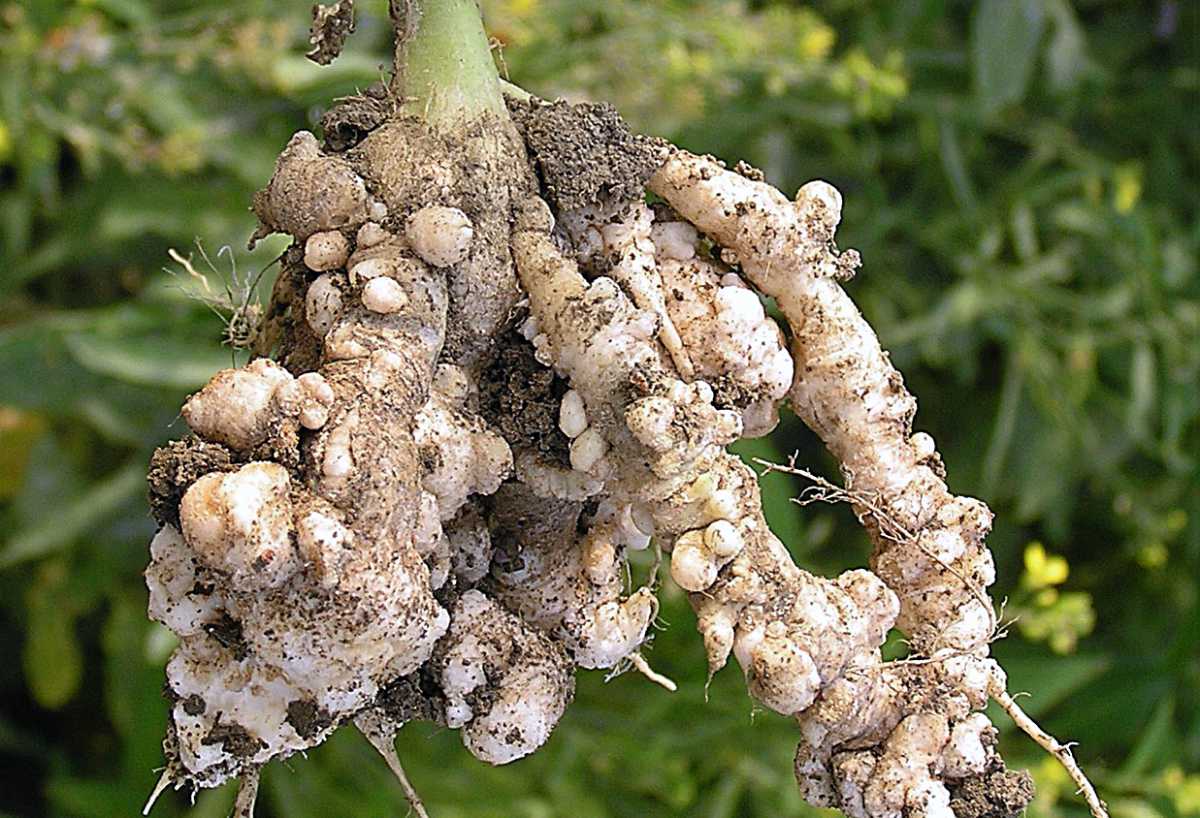 Obávaná nádorovitost kořenů brukvovitých Tak vypadá závažná choroba zeleniny: nádorovitost kořenů brukvovitých