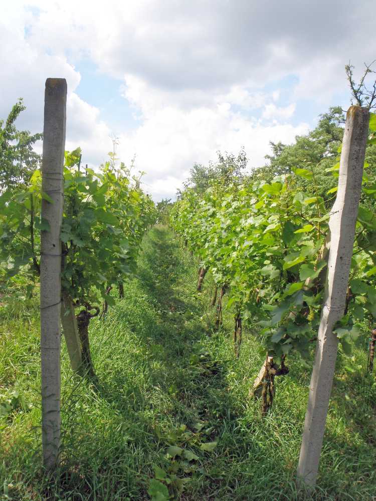 Vinice u zahrádkáře