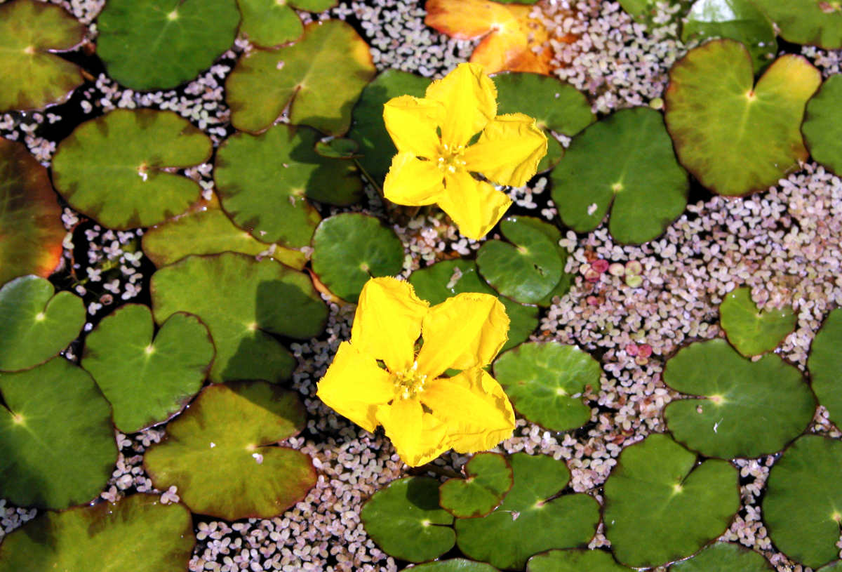 Plavín štítnatý (Nymphoides peltata) Plavín štítnatý