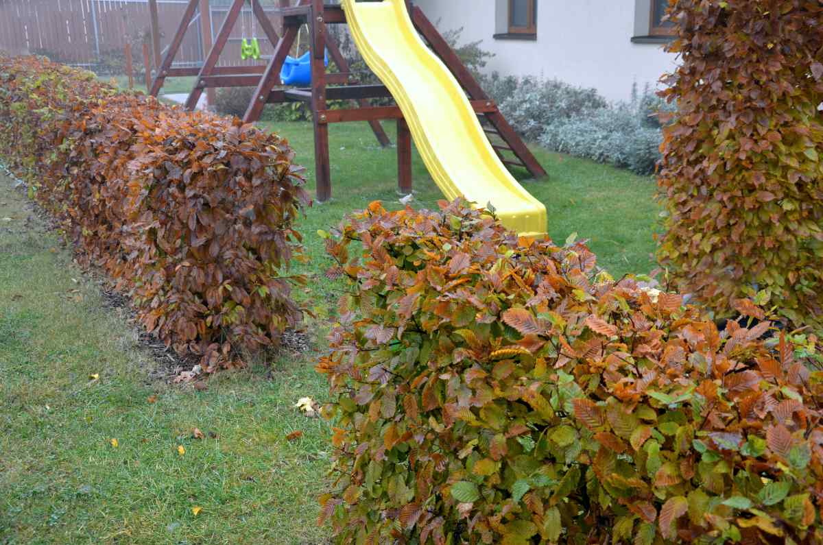 Podzimní zbarvení habrového plotu Habrový plot na podzim