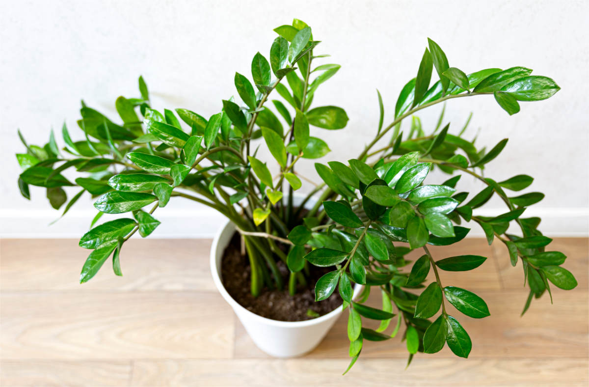 Kulkas si lidé oblíbili jako nenáročnou pokojovou rostlinu, foto Shutterstock Zamiokulkas