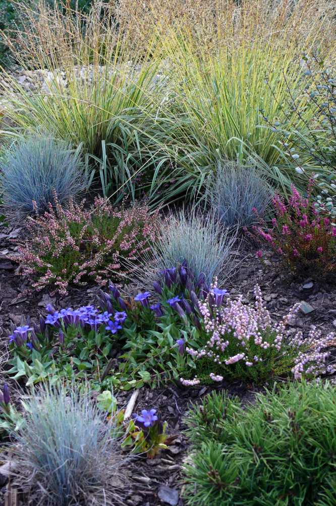 Festuca Blaufuchs v kombinaci s vřesy a hořci. Vzadu Molinia caerulea Variegata s panašovanými listy.