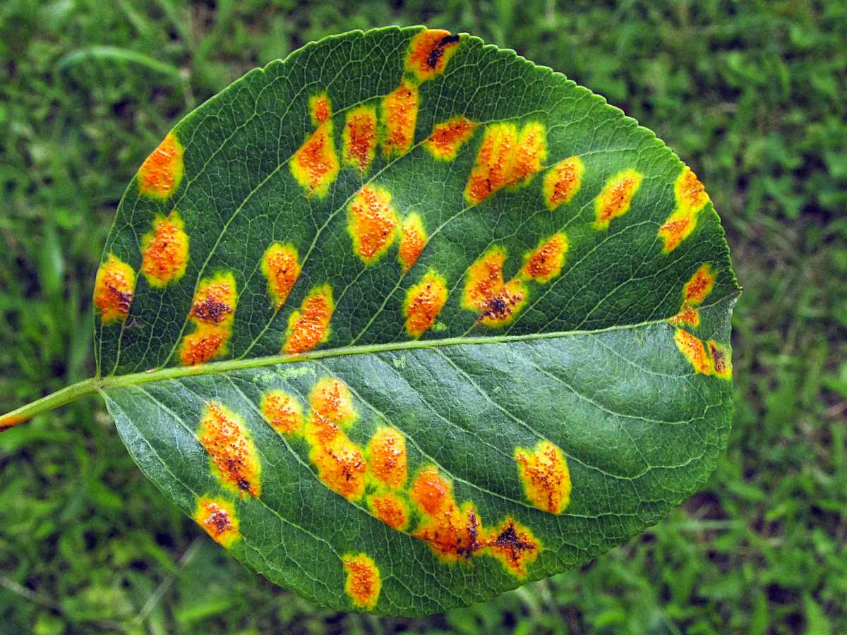 Pesticid v zahradě? Smysl má, jen když víme, co a jak děláme