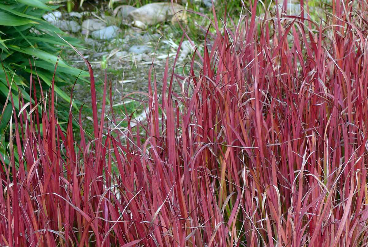 Mezi trávy atraktivní barvou patří Imperata cylindrica