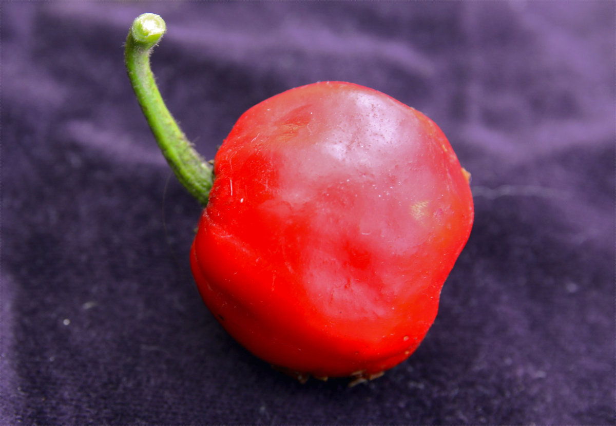 Kulovitý plod papriky rocoto Rocoto