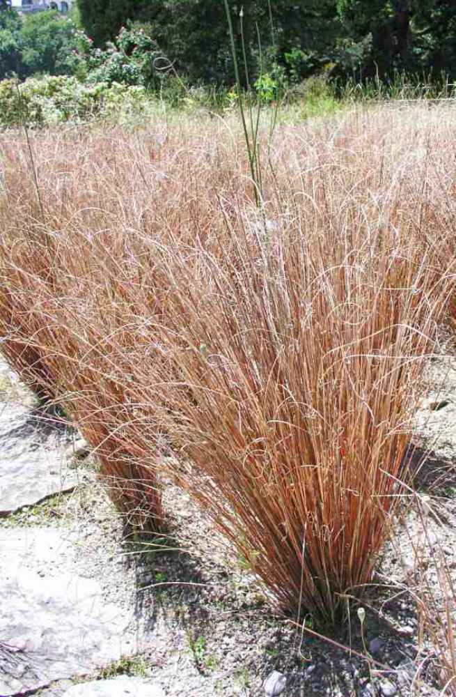 Carex buchananii Carex buchananii