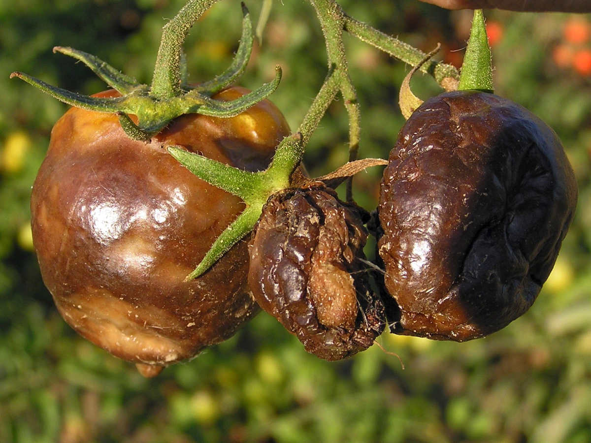 Rajčata proti plísni ošetřujeme především podle průběhu počasí Pesticid proti plísni na rajčatech aplikujeme včas a především podle předpovědi počasí