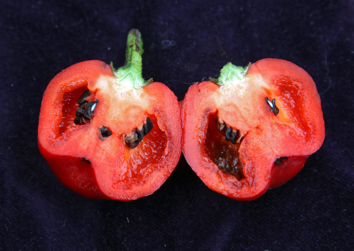 Paprika rocoto: Kdy ji pěstovat venku a proč ji zimovat