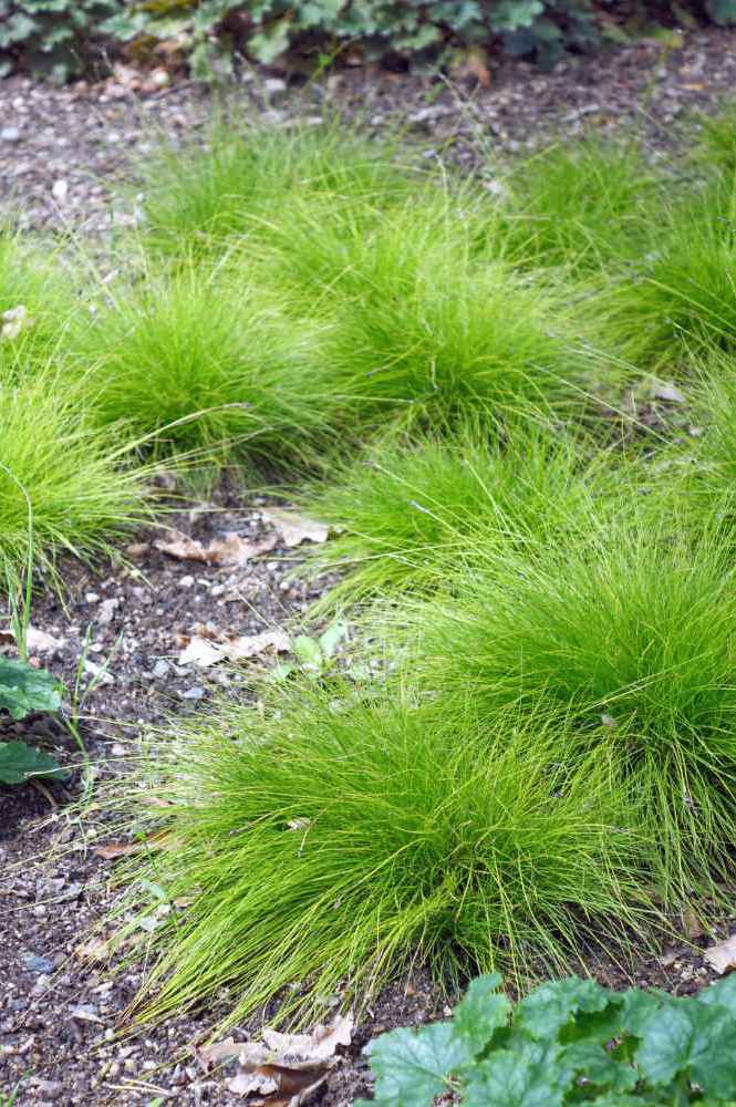 Carex eburnea tvoří smaragdově zelené trsy s velmi jemným olistěním Carex eburnea tvoří smaragdově zelené trsy s velmi jemným olistěním