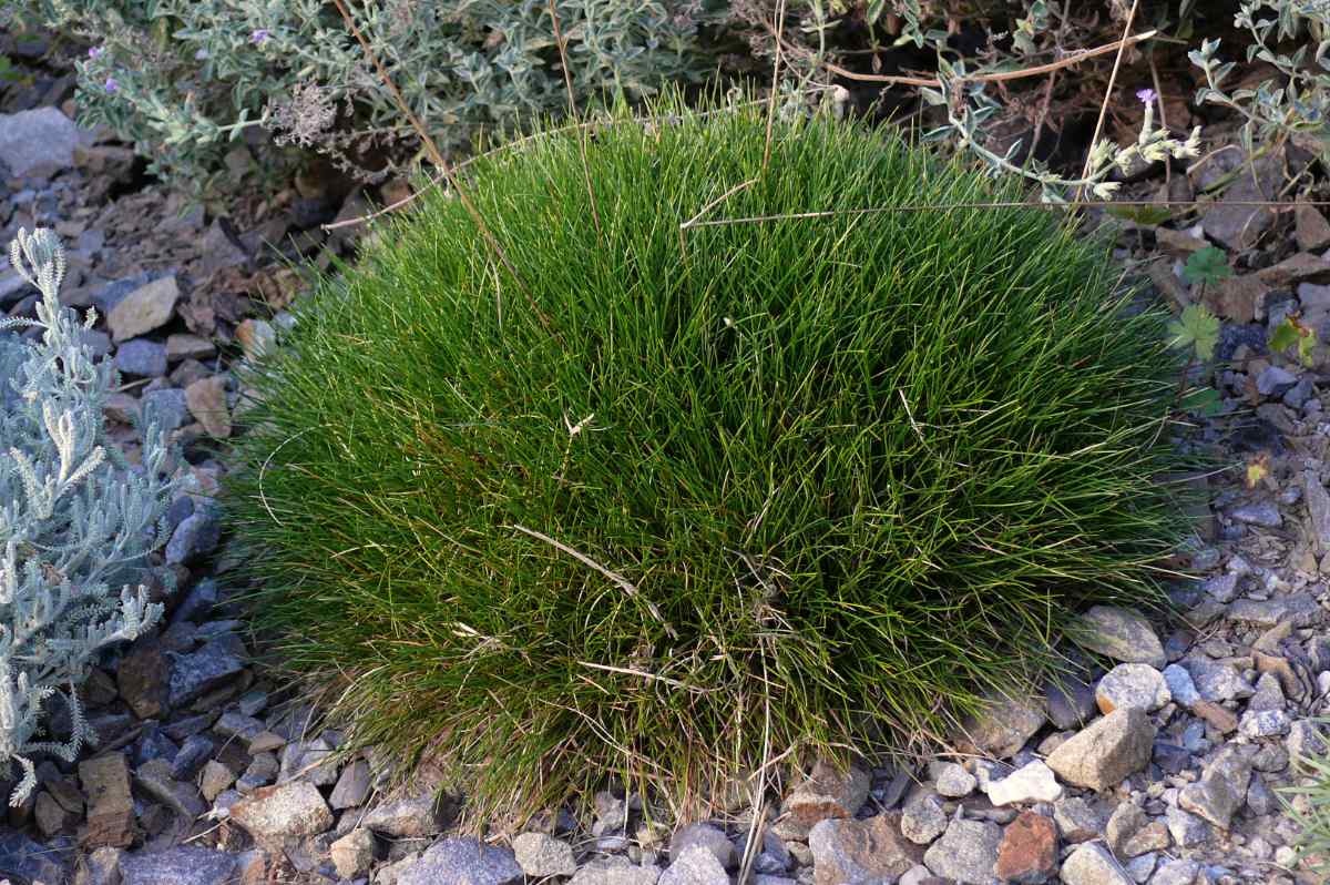 Odrůda trávy Pic Carlit, kostřava (Festuca gautieri)