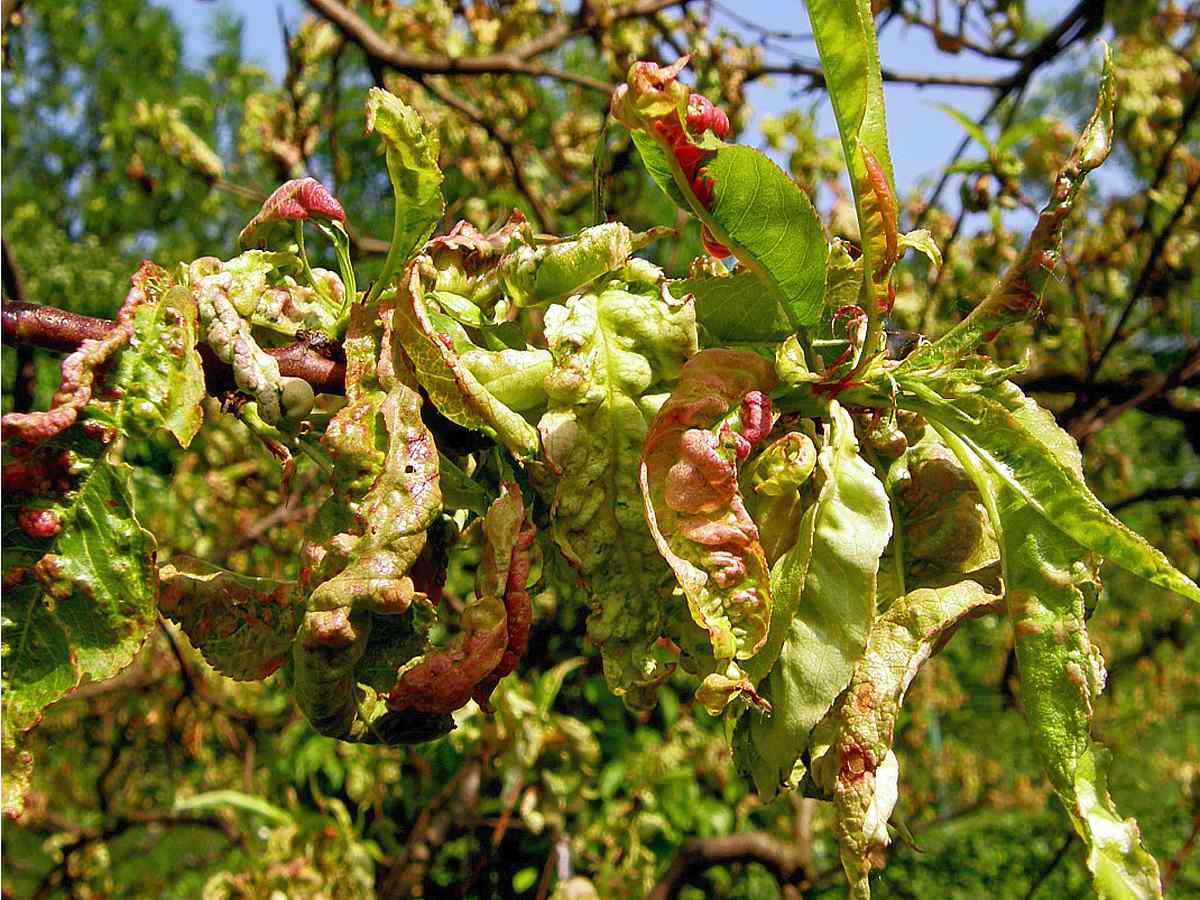 Ošetření broskvoní proti kadeřavosti nemá termín daný kalendářem Pesticid proti kadeřavosti broskvoně aplikujeme v zimě a podle počasí